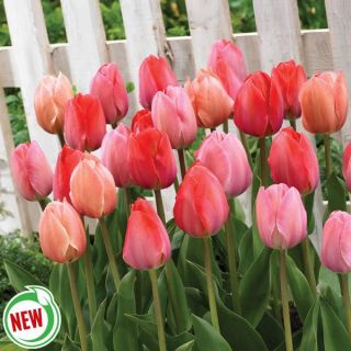 Pink Promise Tulip Blend Thumbnail